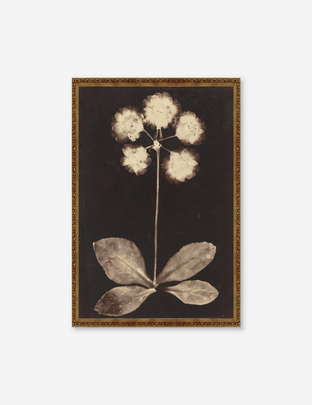Lulu and Georgia - Botanical Photogram Print