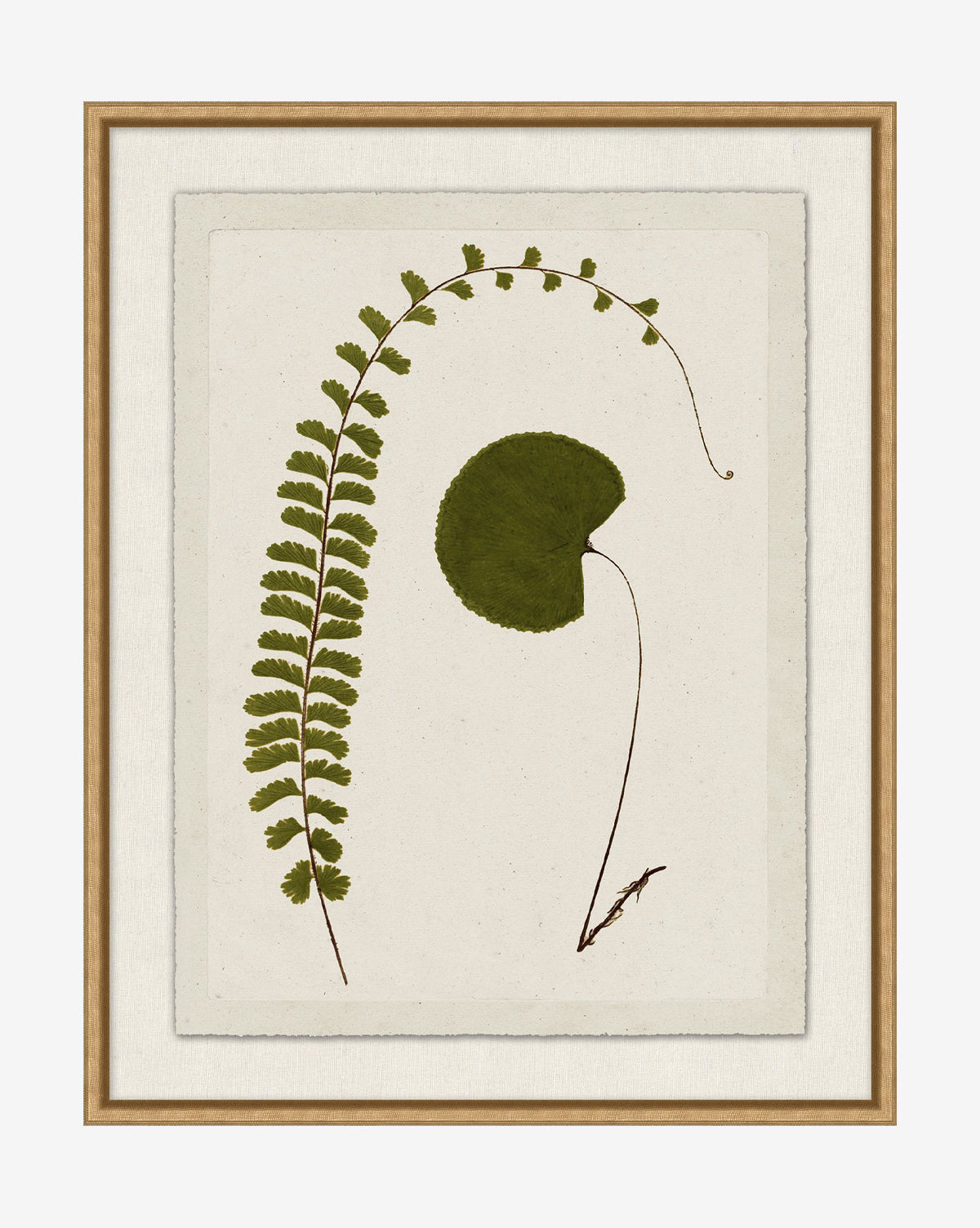 McGee & Co - Botanical Pressings II