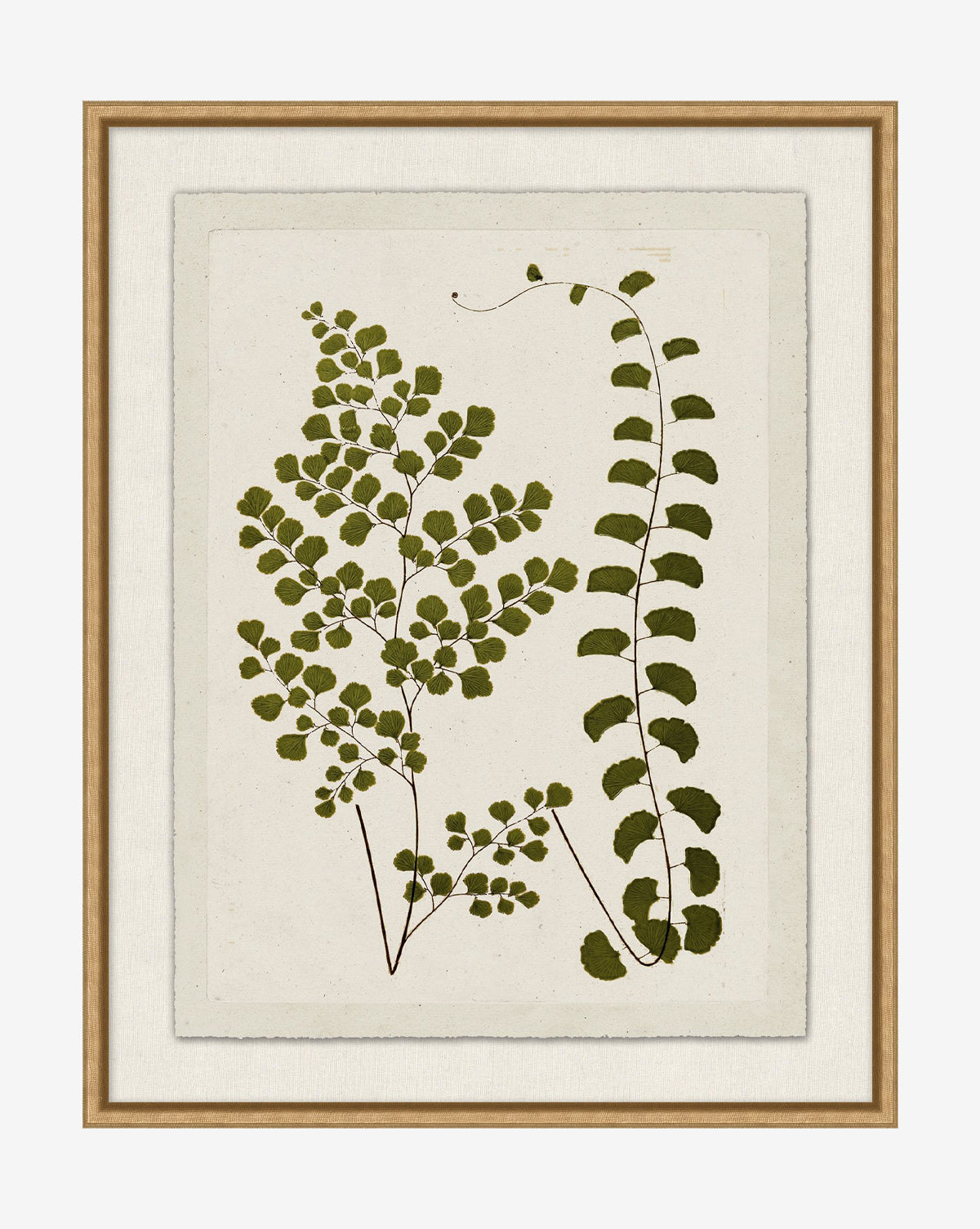 McGee & Co - Botanical Pressings III