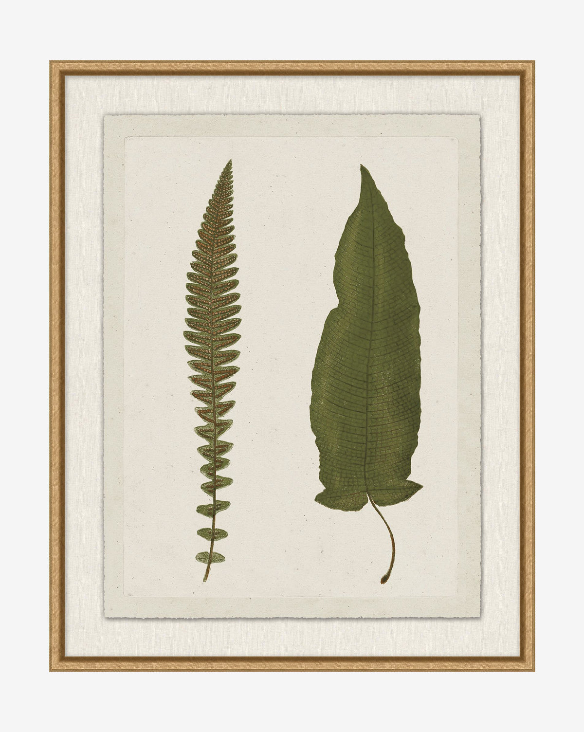 McGee & Co - Botanical Pressings VII