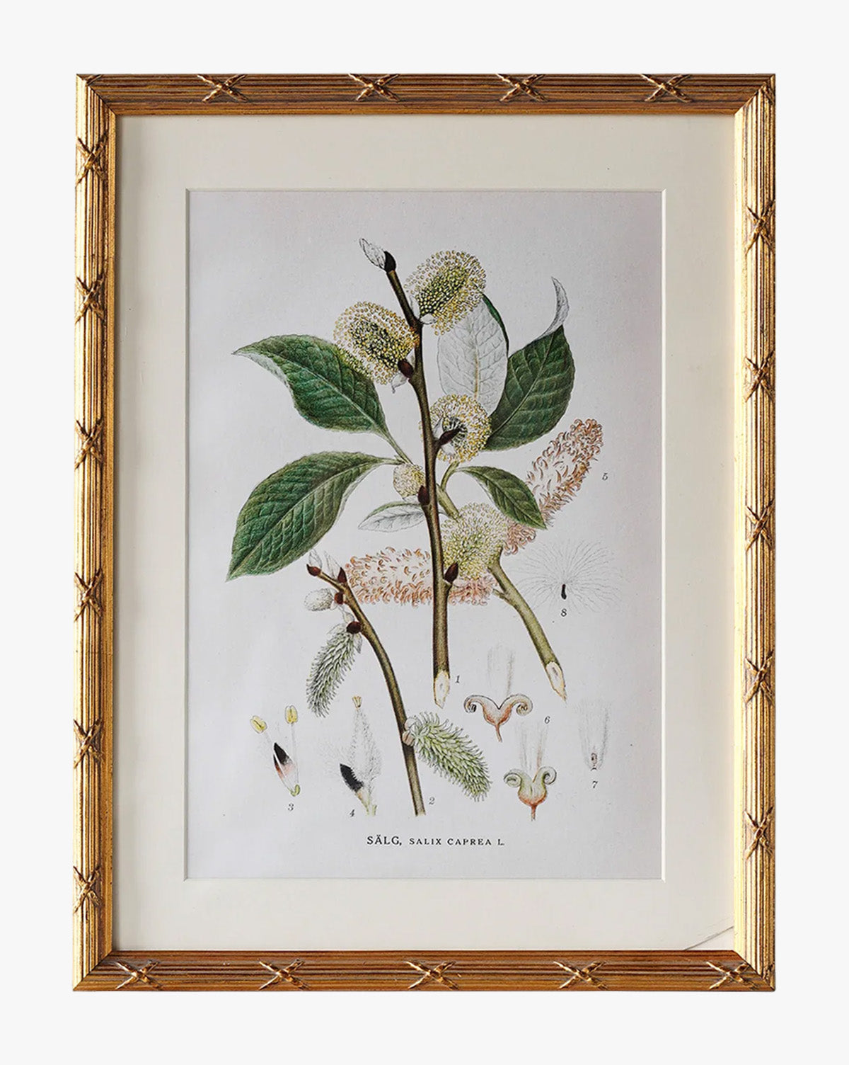McGee & Co - Botanical Study No. 3