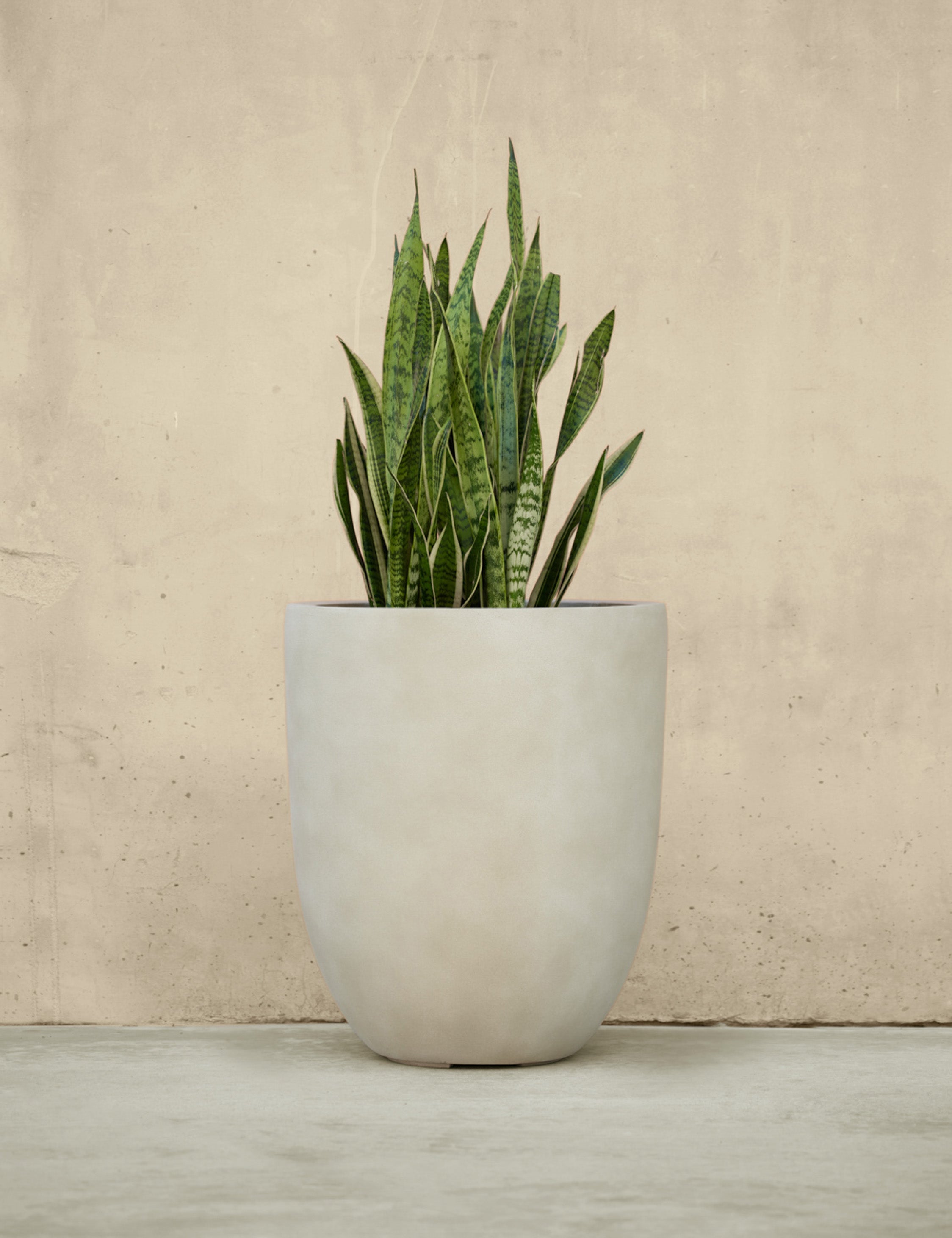 Lulu and Georgia - Bradford Planters by Campania International