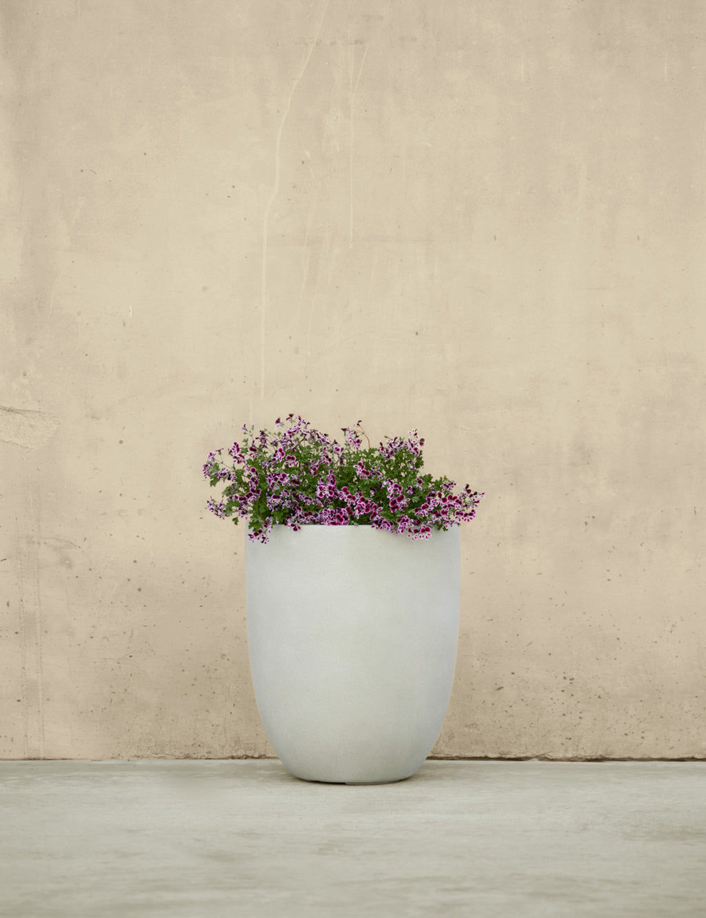 Lulu and Georgia - Bradford Planters by Campania International