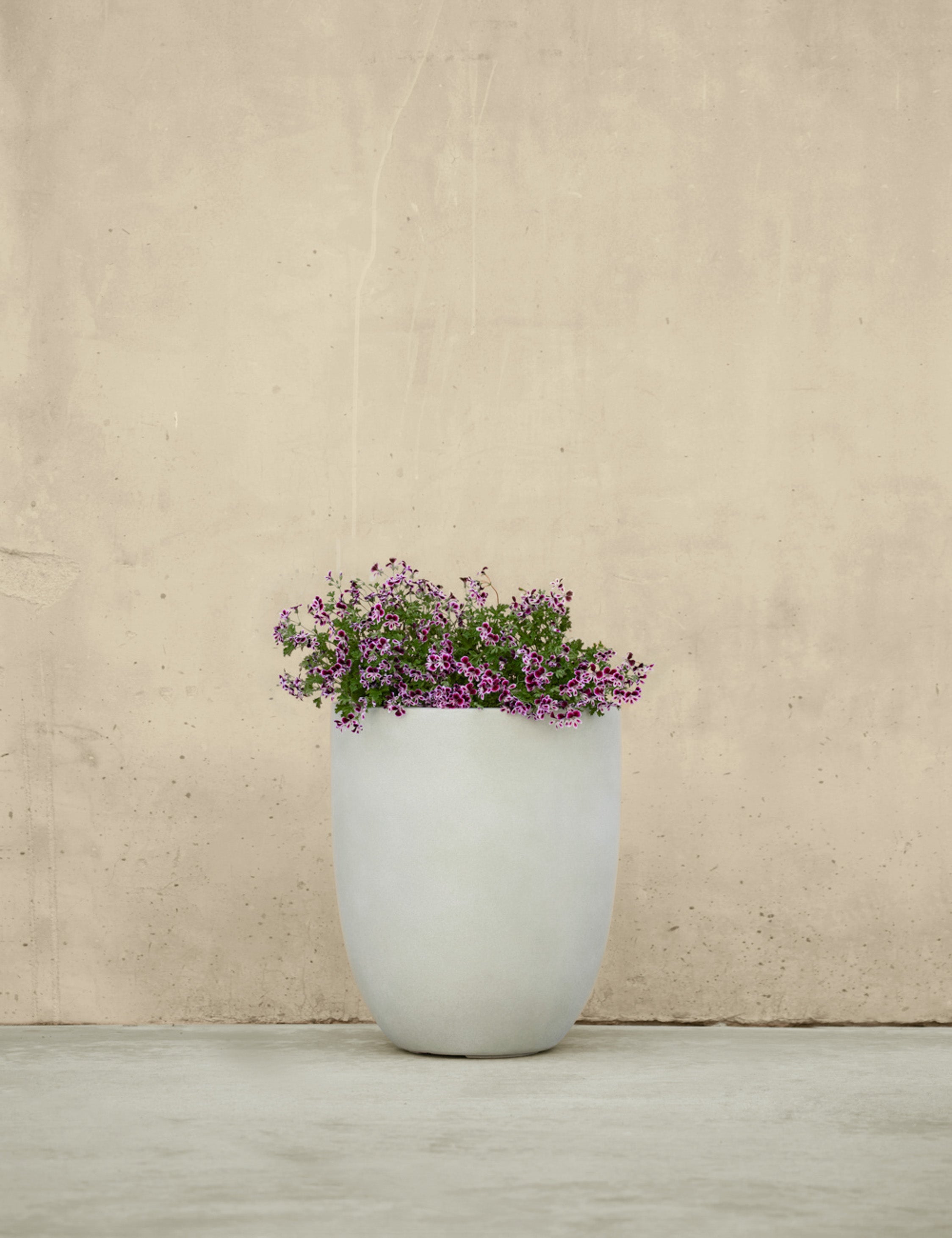 Lulu and Georgia - Bradford Planters by Campania International