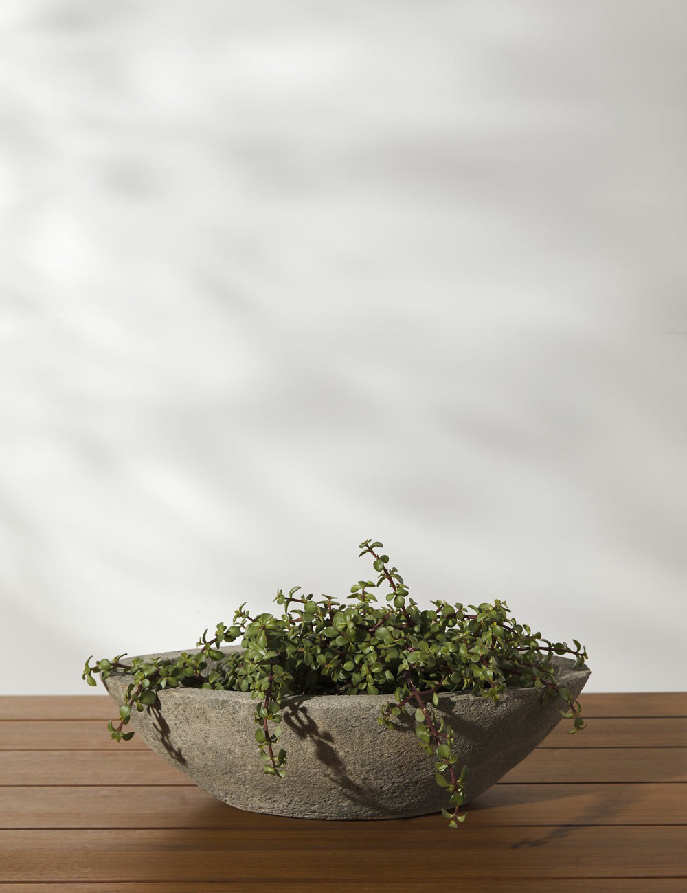 Lulu and Georgia - Cast Stone Tabletop Planters by Campania International