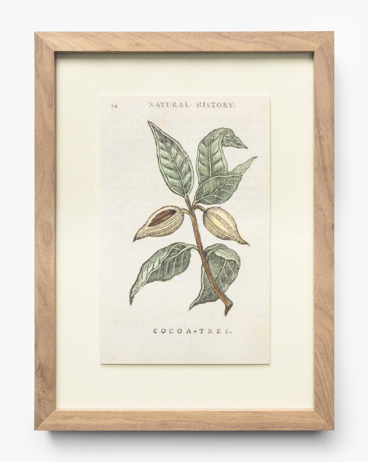McGee & Co - Cocoa Tree