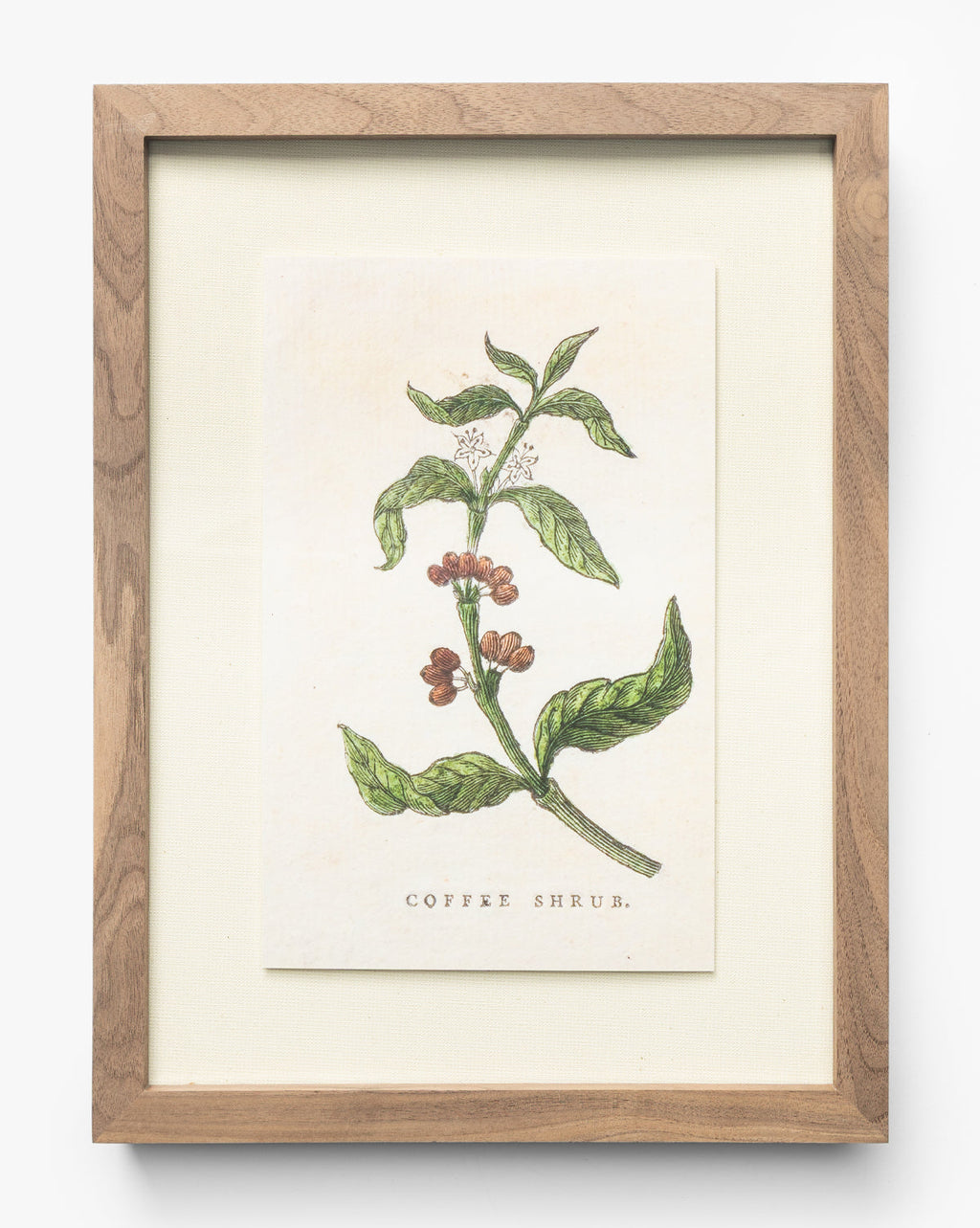 McGee & Co - Coffee Shrub