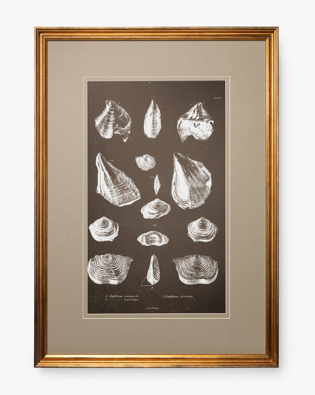McGee & Co - Conchology Study