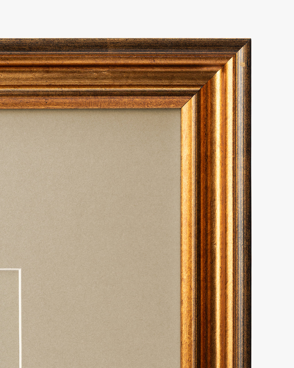 McGee & Co - Conchology Study Triptych No. 1
