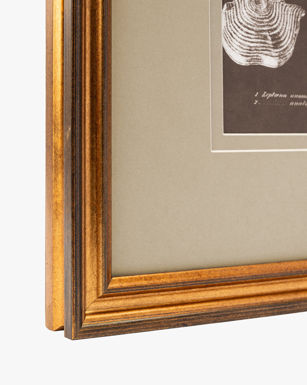 McGee & Co - Conchology Study Triptych No. 1