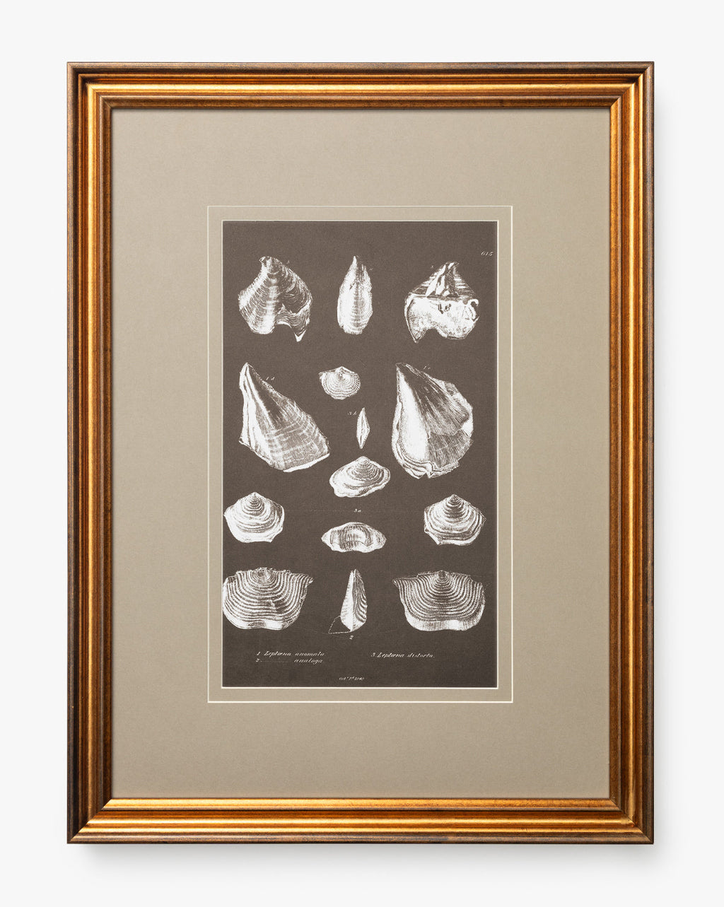 McGee & Co - Conchology Study Triptych No. 1