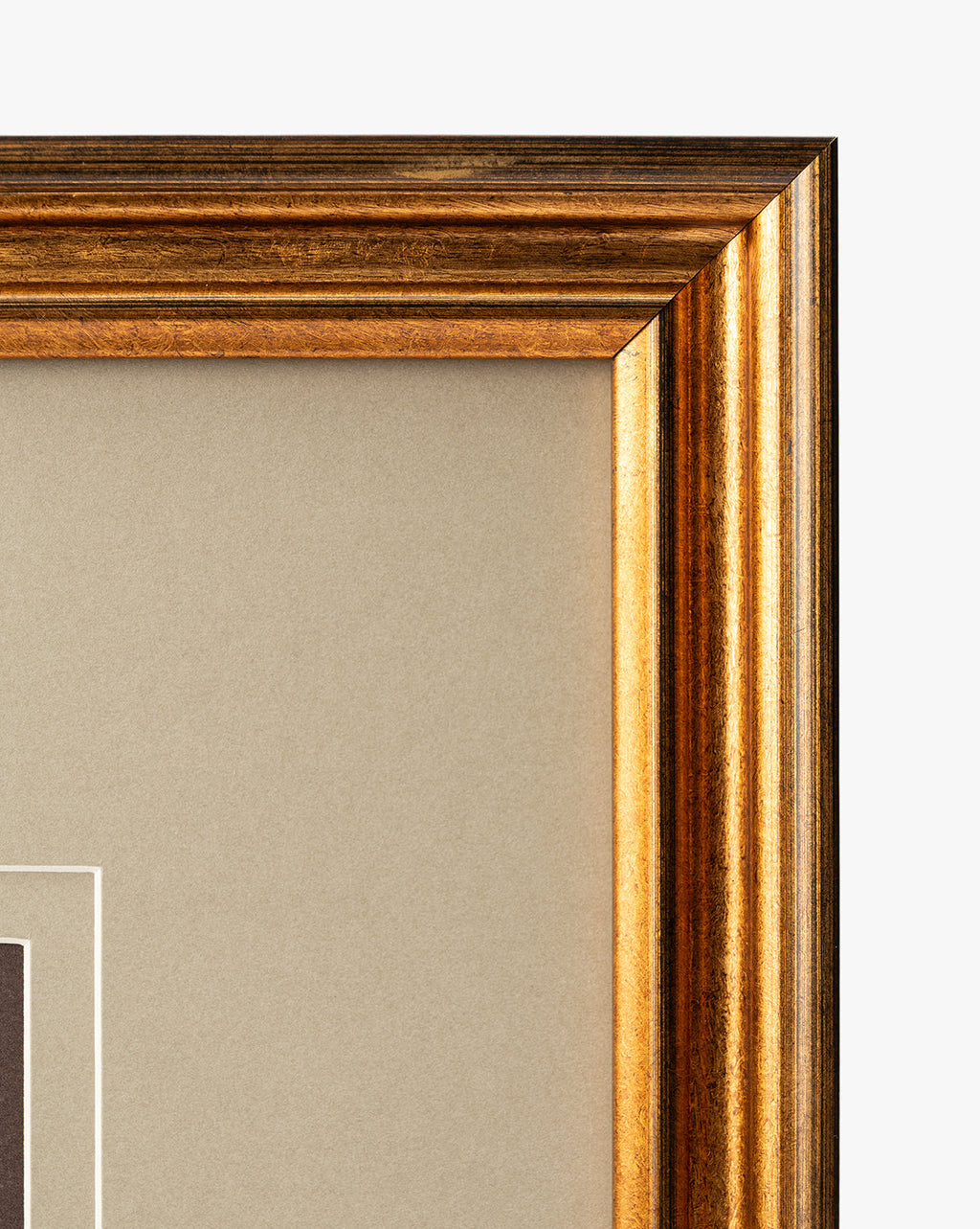 McGee & Co - Conchology Study Triptych No. 2