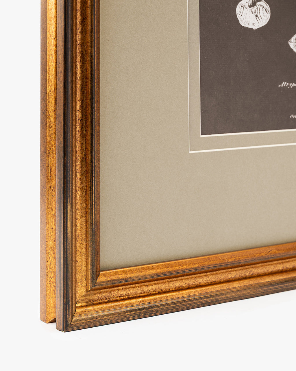 McGee & Co - Conchology Study Triptych No. 2