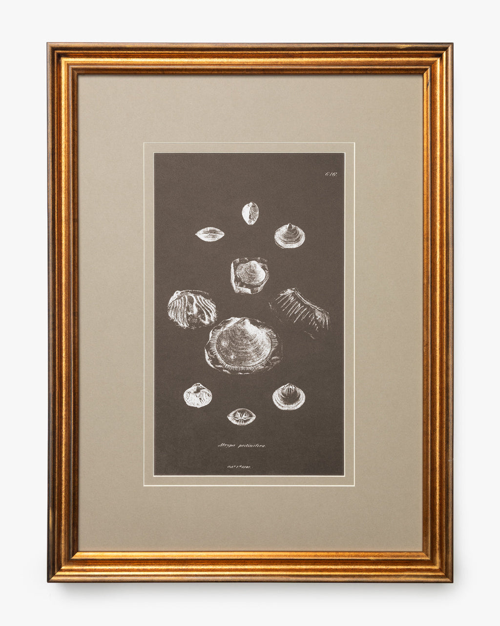 McGee & Co - Conchology Study Triptych No. 2