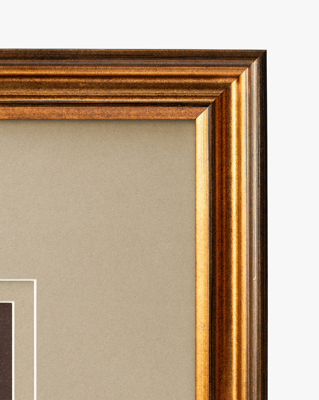 McGee & Co - Conchology Study Triptych No. 3