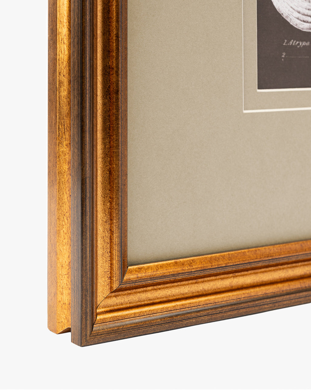 McGee & Co - Conchology Study Triptych No. 3