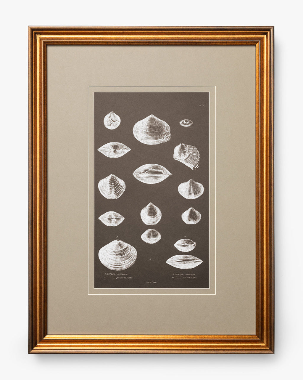 McGee & Co - Conchology Study Triptych No. 3