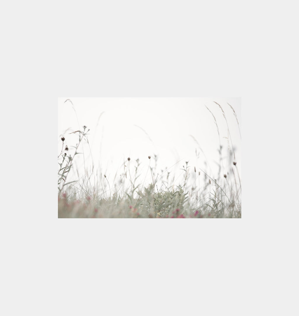 Amber Interiors - Edinburgh Wildflowers Unframed Print