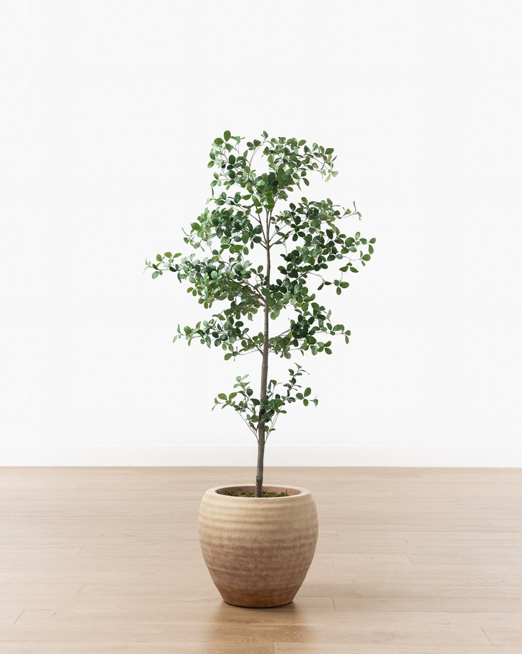McGee & Co - Faux Cascalote Tree