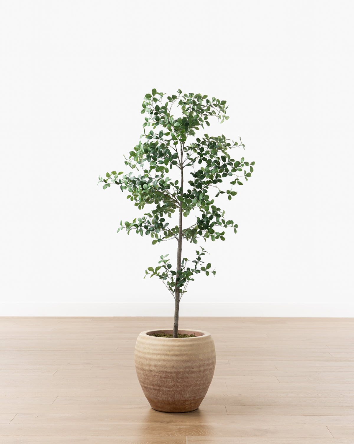 McGee & Co - Faux Cascalote Tree