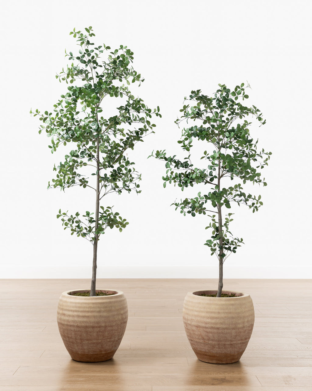 McGee & Co - Faux Cascalote Tree