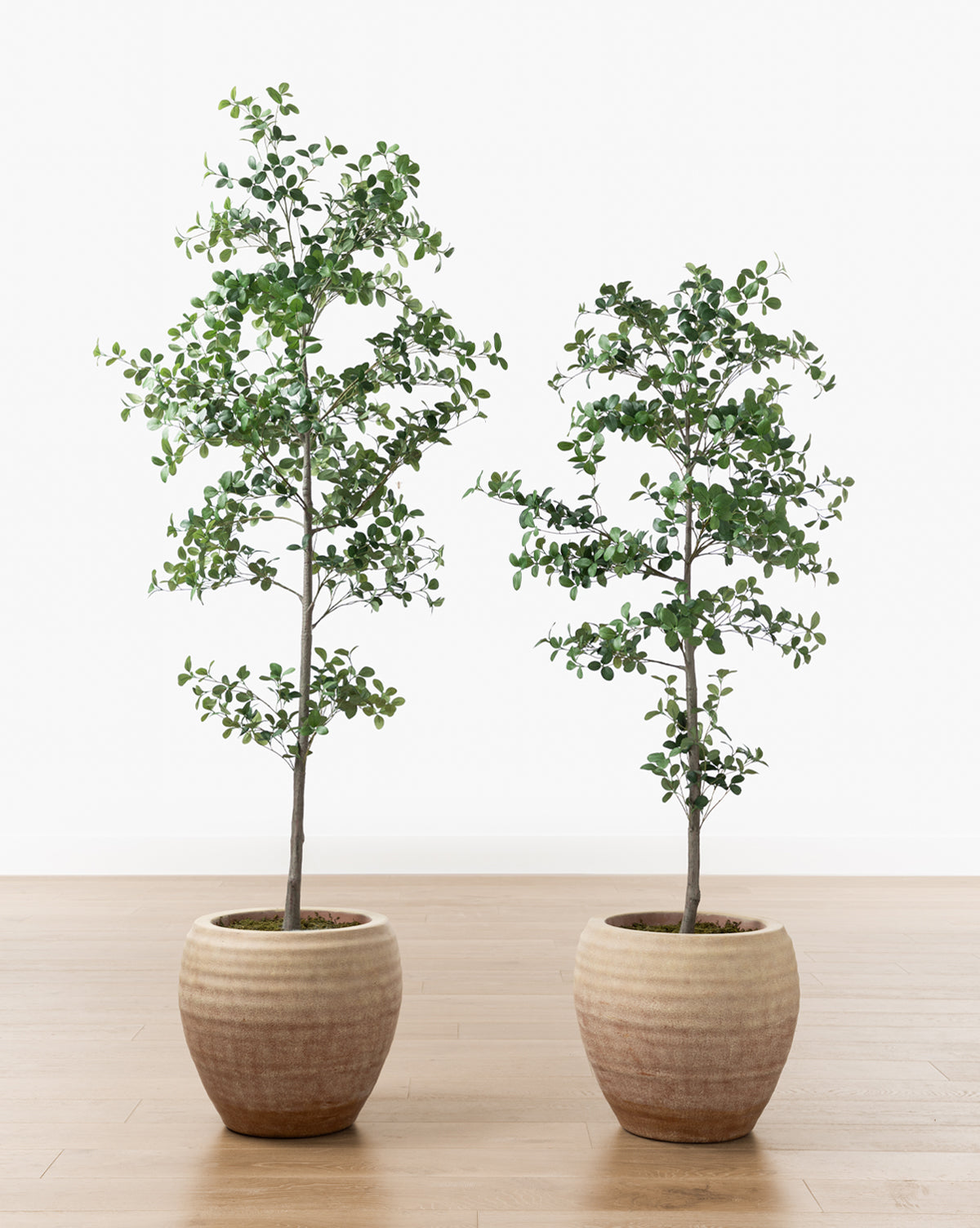 McGee & Co - Faux Cascalote Tree