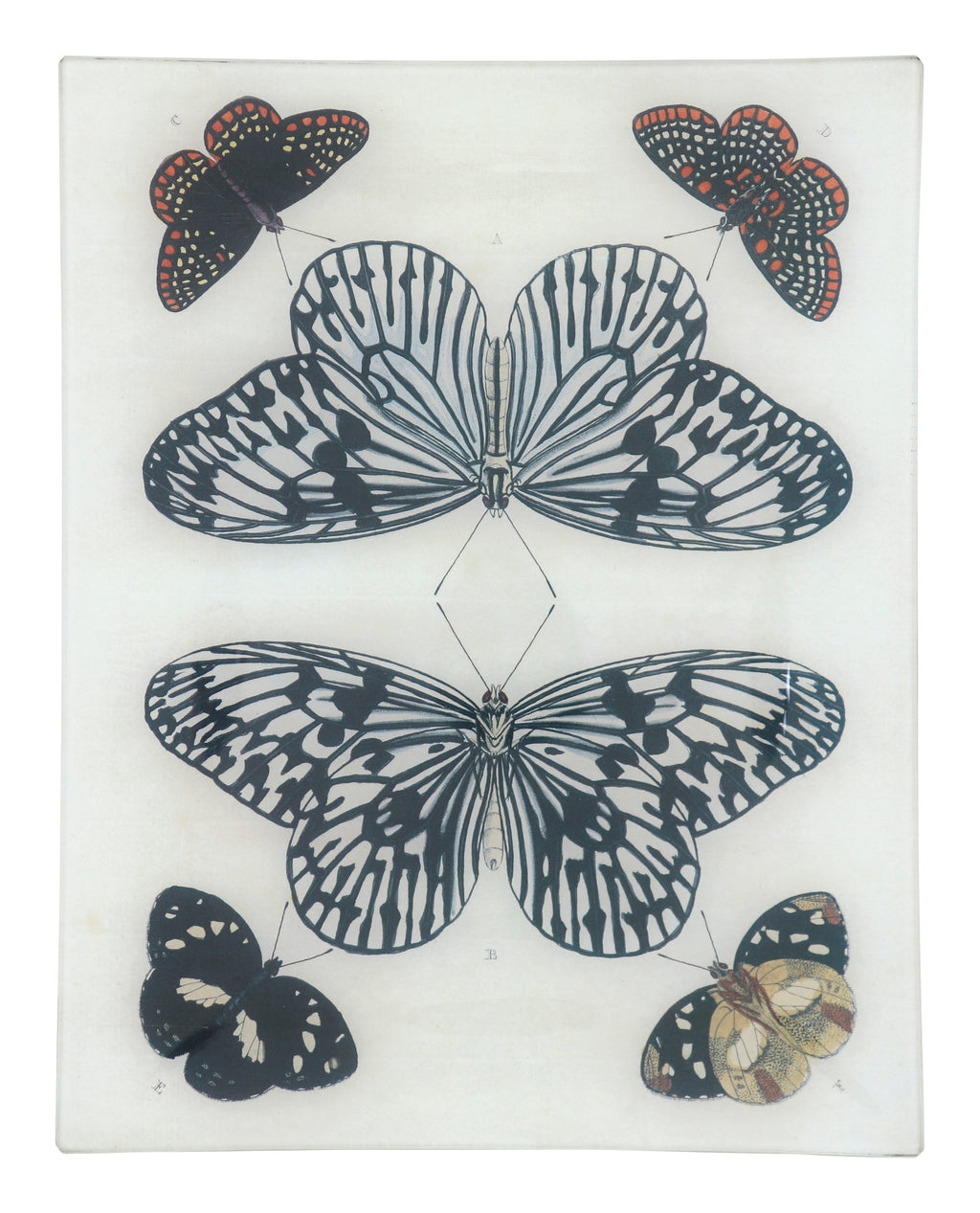 Jayson Home - Mirrored Butterfly Tray