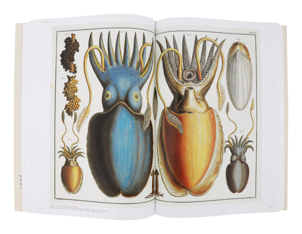 Jayson Home - Cabinet of Natural Curiosities