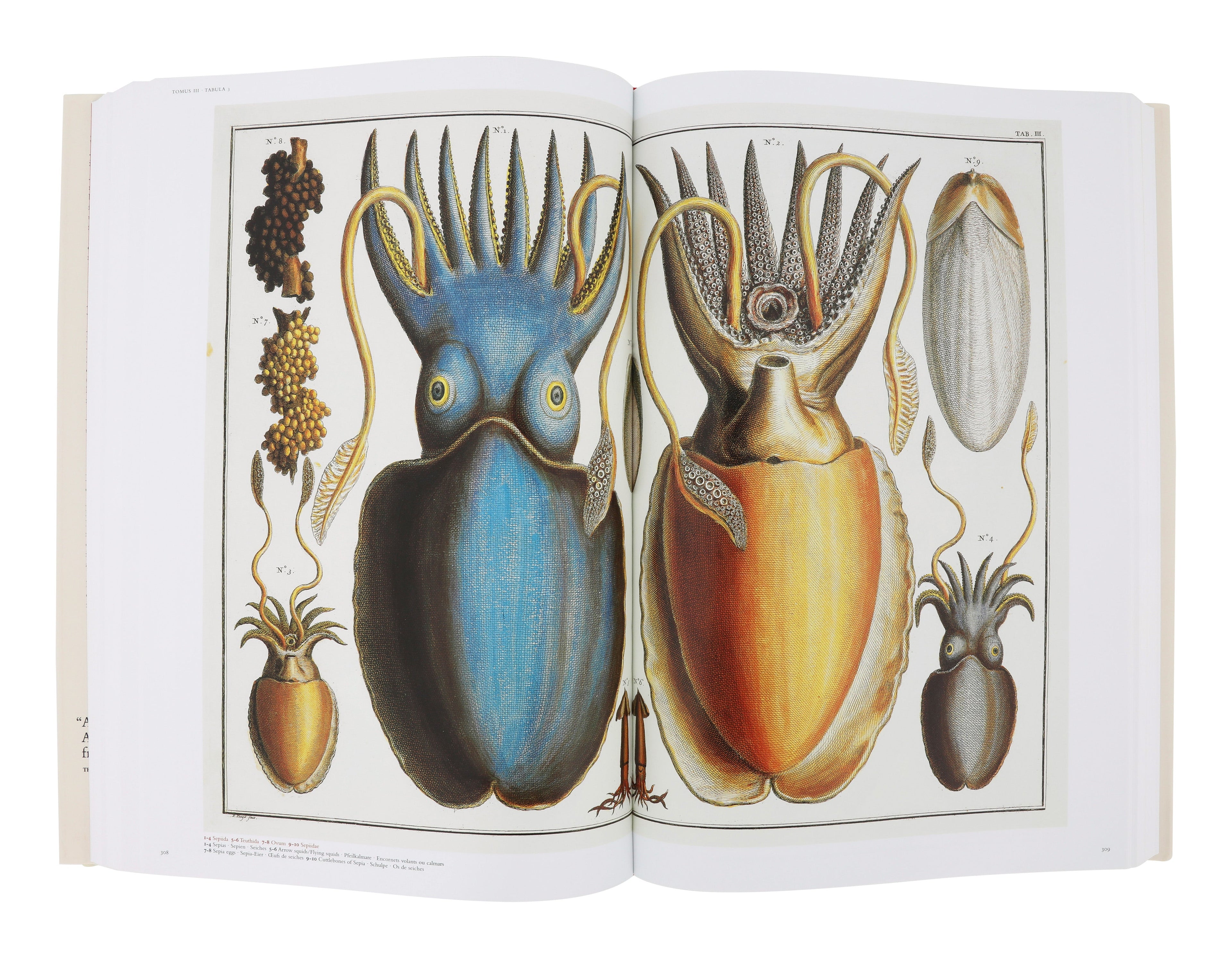 Jayson Home - Cabinet of Natural Curiosities