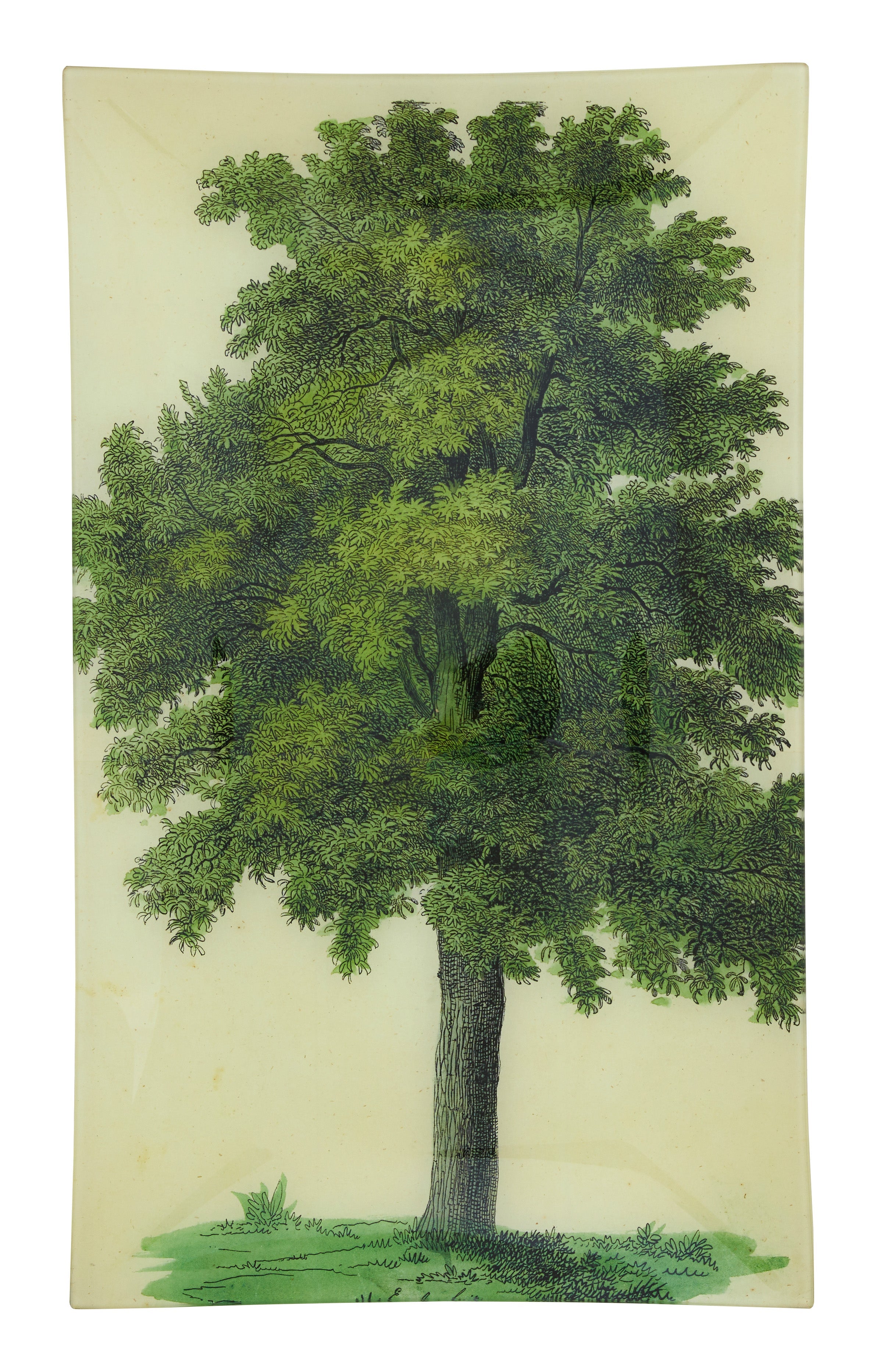 Jayson Home - Oak Tree Tray