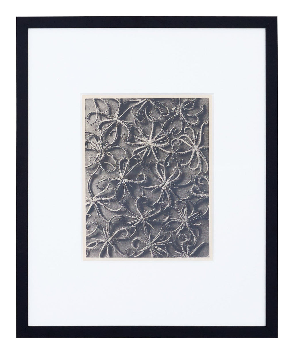 Jayson Home - Vintage Blossfeldt Print - I