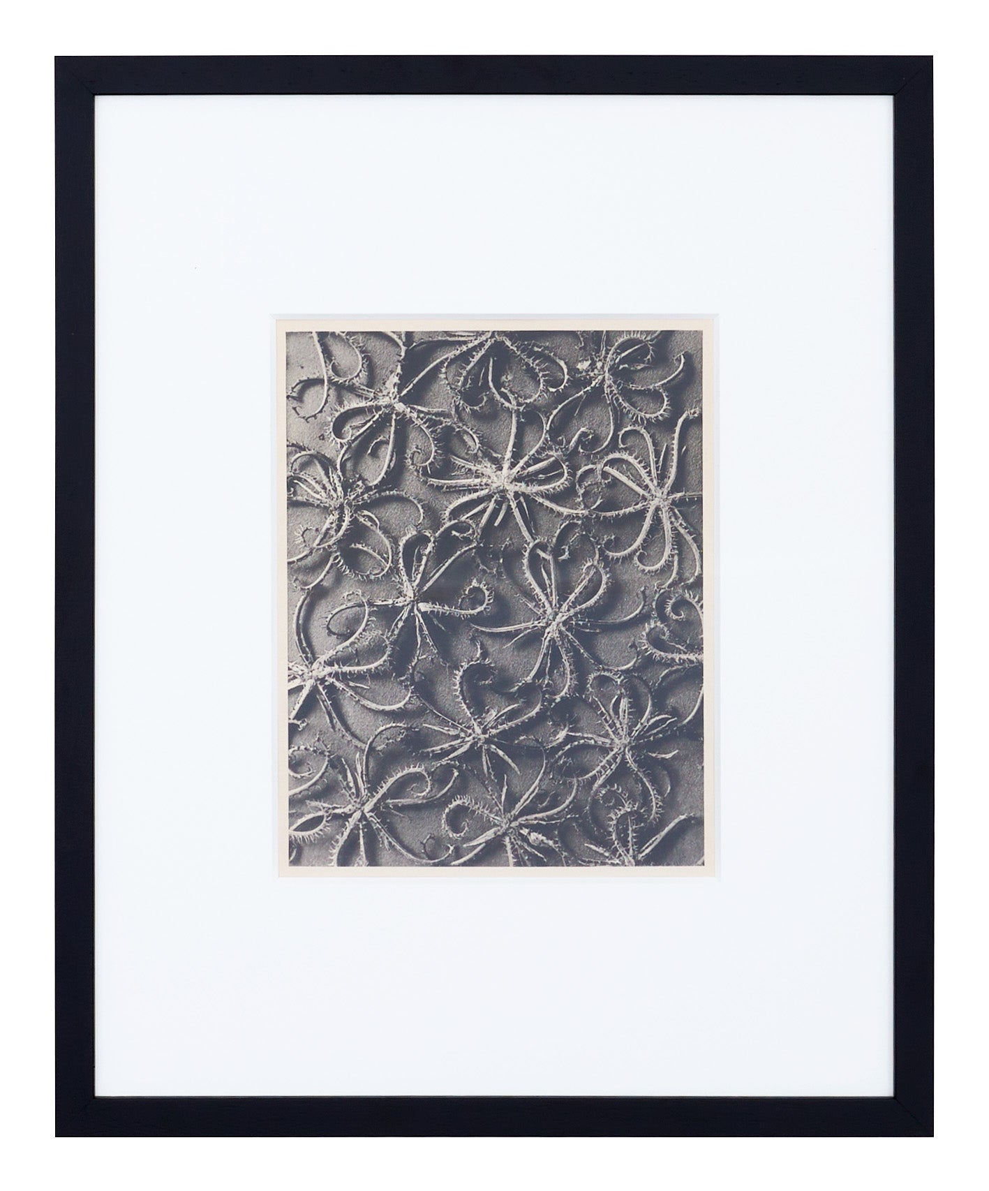 Jayson Home - Vintage Blossfeldt Print - I