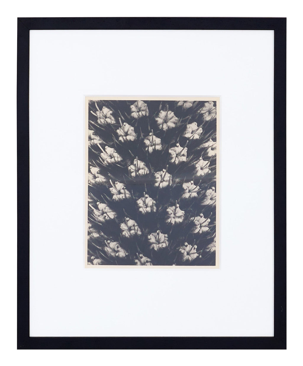 Jayson Home - Vintage Blossfeldt Print - VI