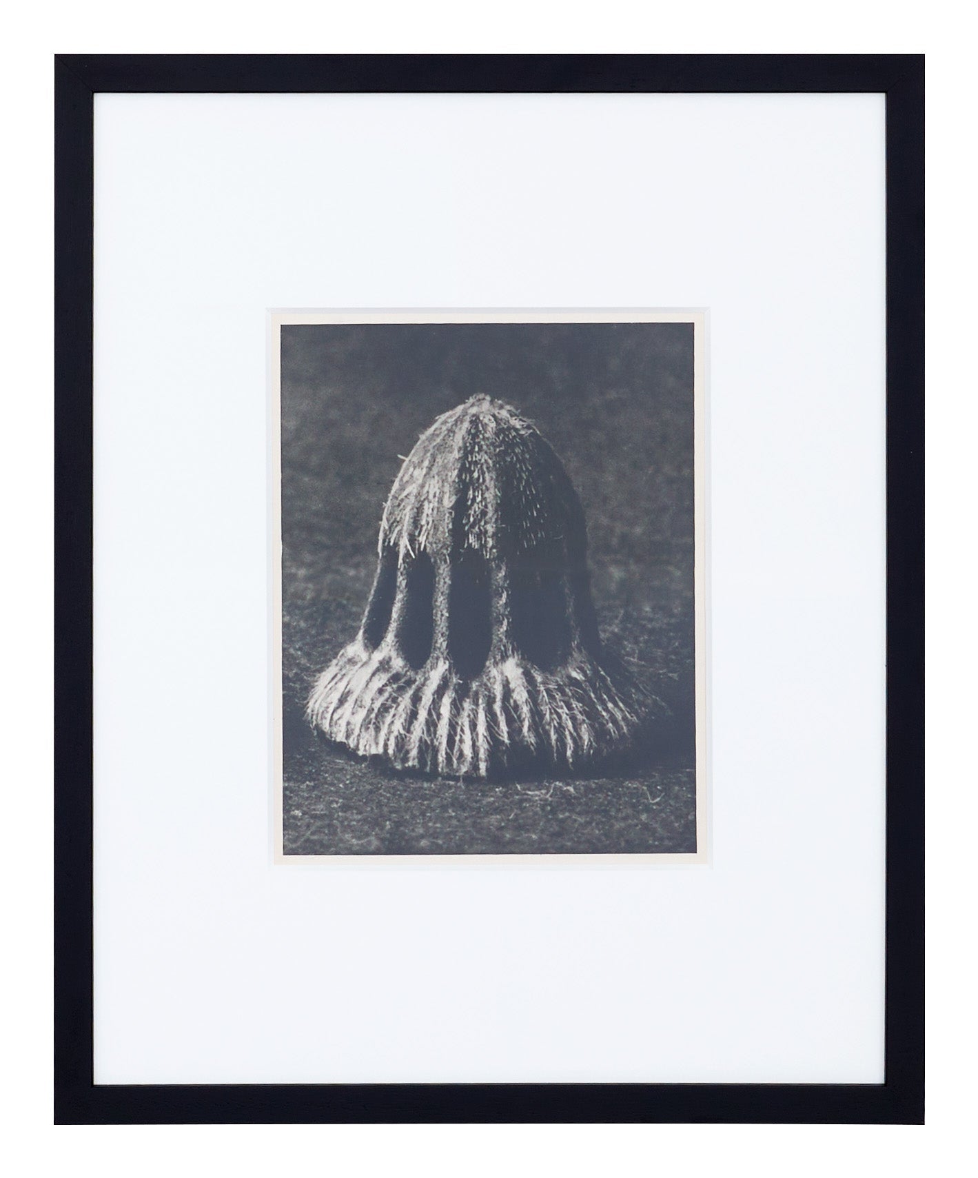 Jayson Home - Vintage Blossfeldt Print - IX
