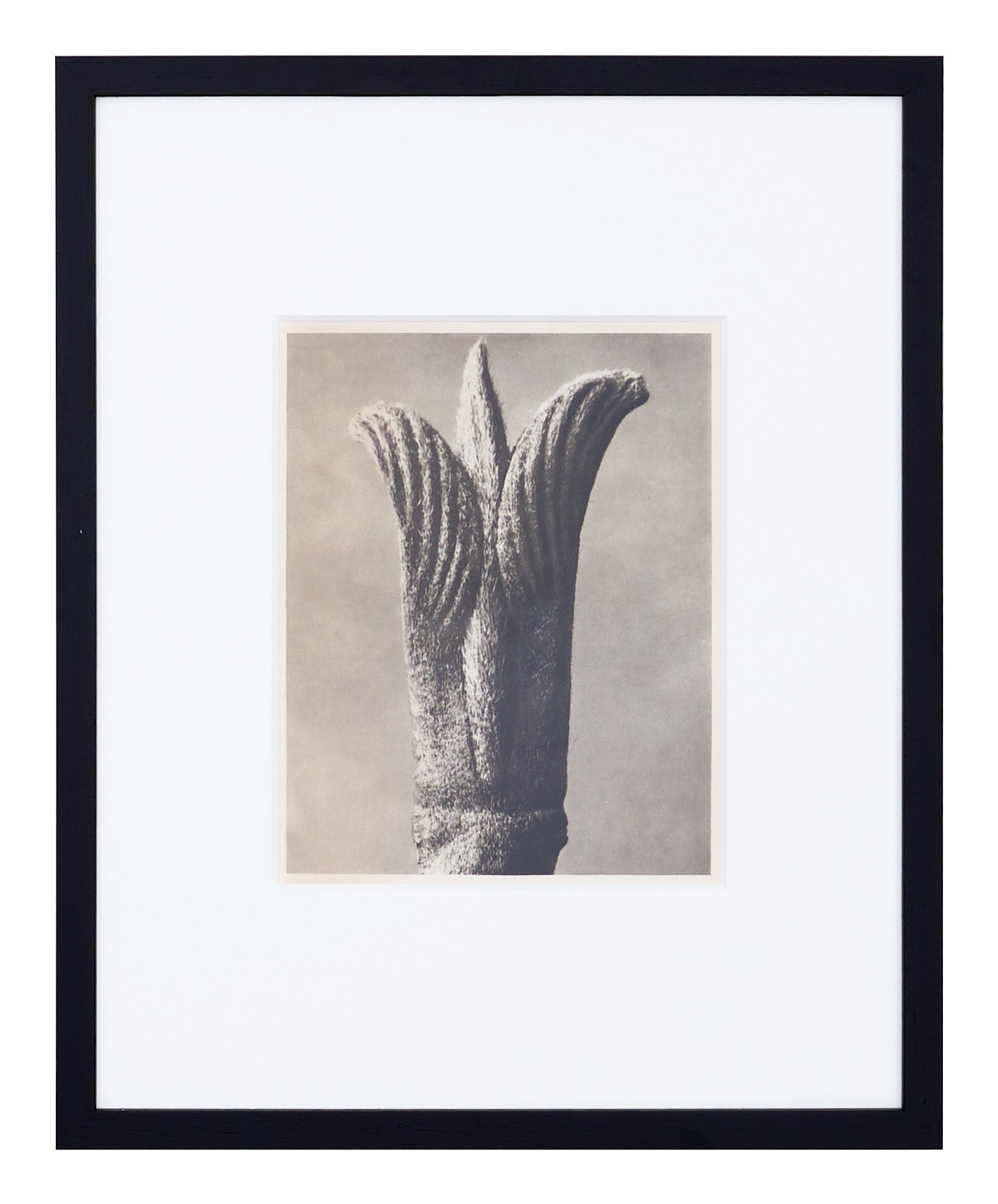 Jayson Home - Vintage Blossfeldt Print - XV