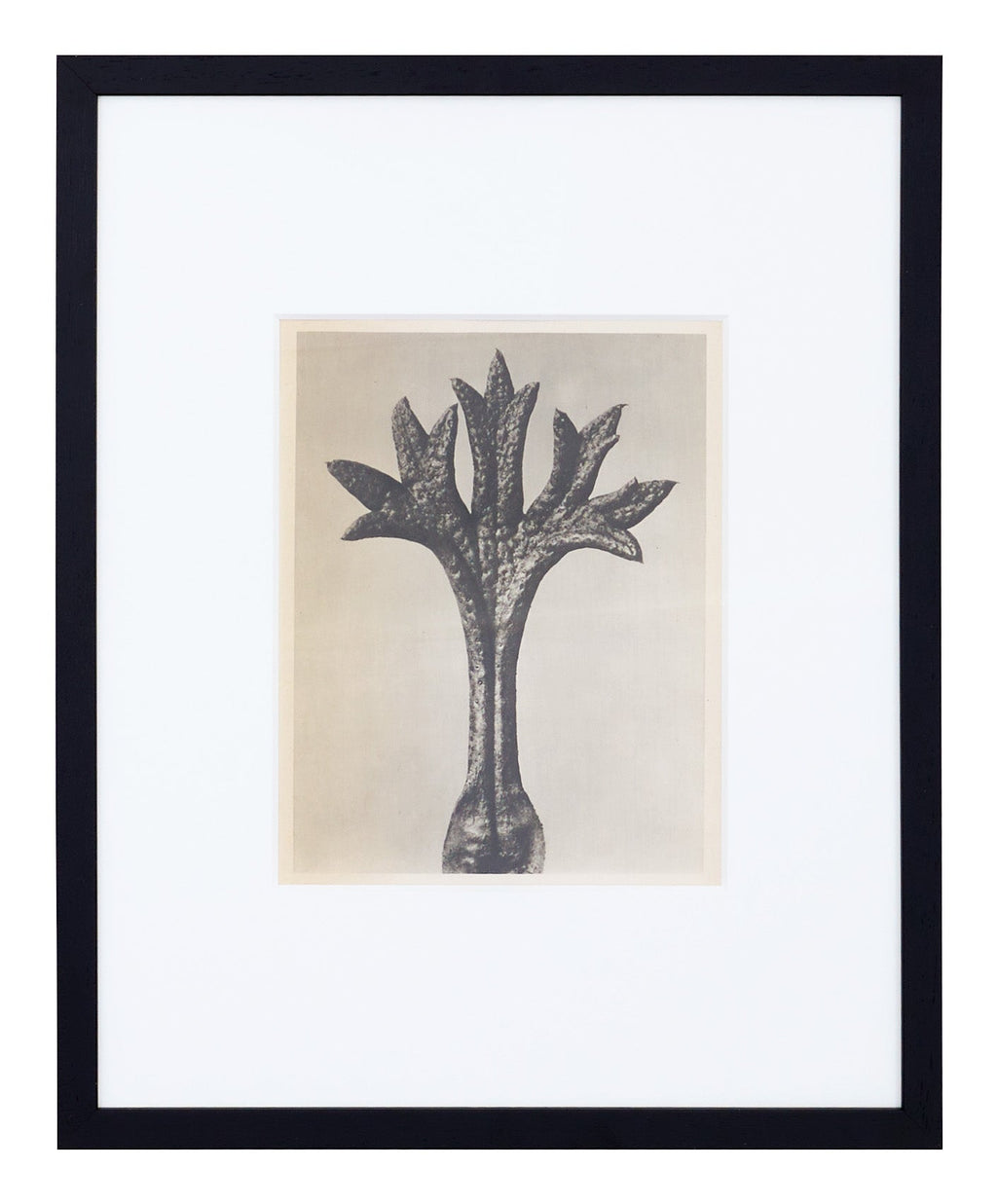 Jayson Home - Vintage Blossfeldt Print - XVII