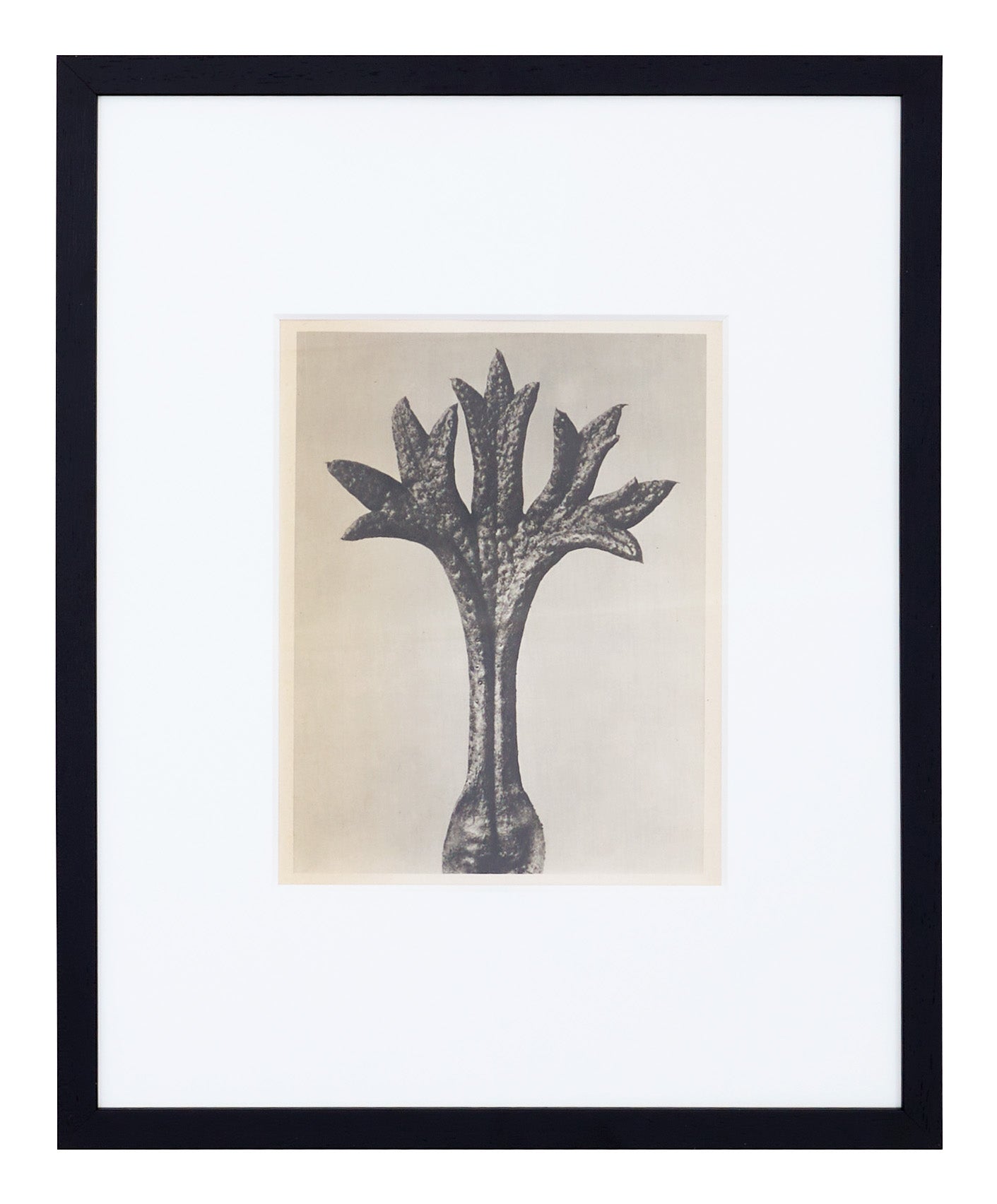 Jayson Home - Vintage Blossfeldt Print - XVII