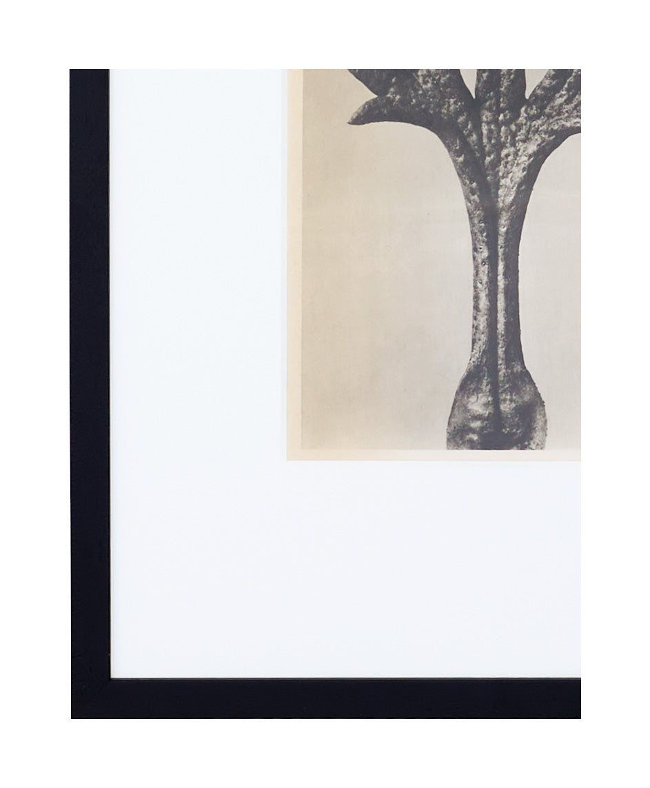 Jayson Home - Vintage Blossfeldt Print - XVII