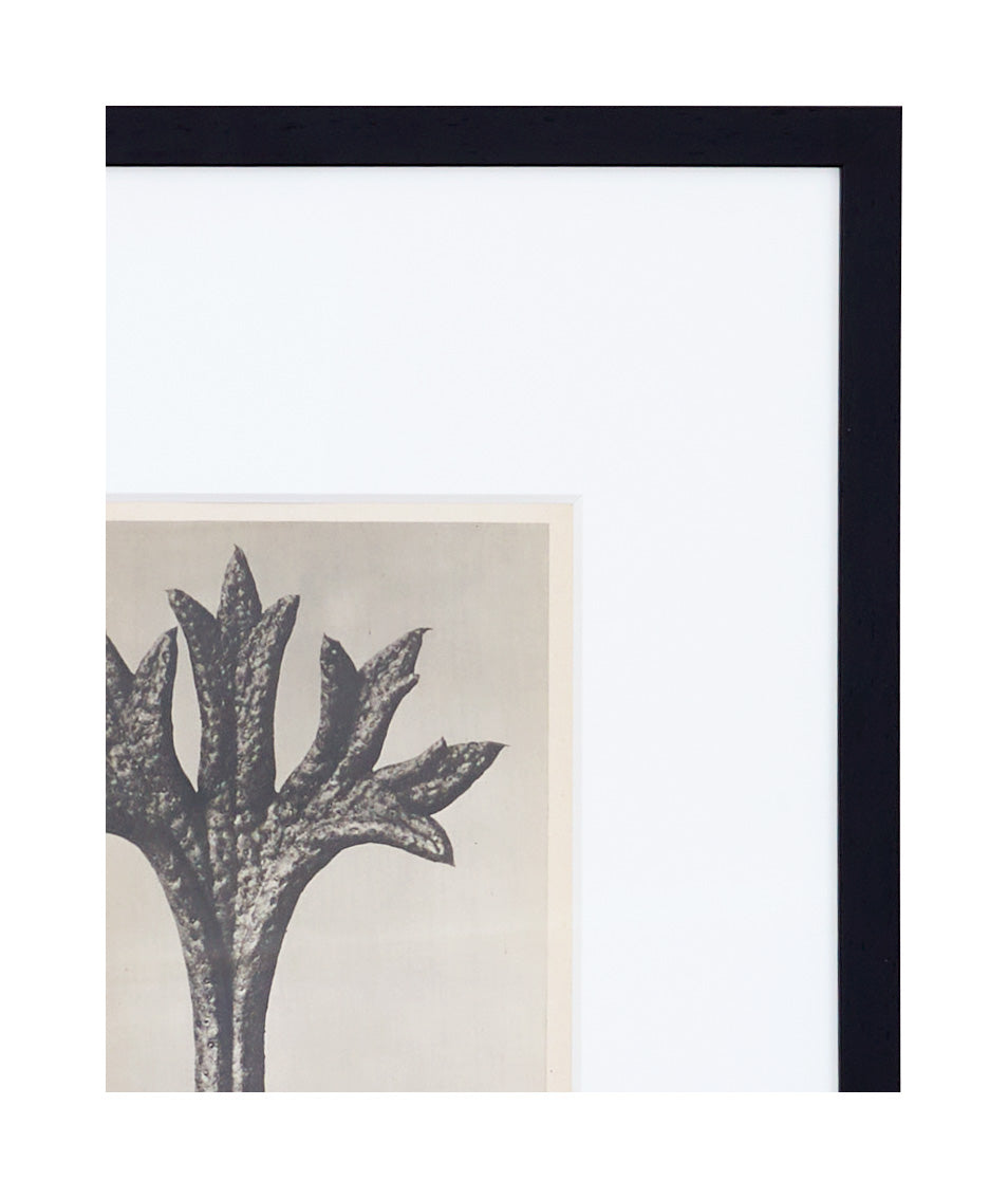 Jayson Home - Vintage Blossfeldt Print - XVII