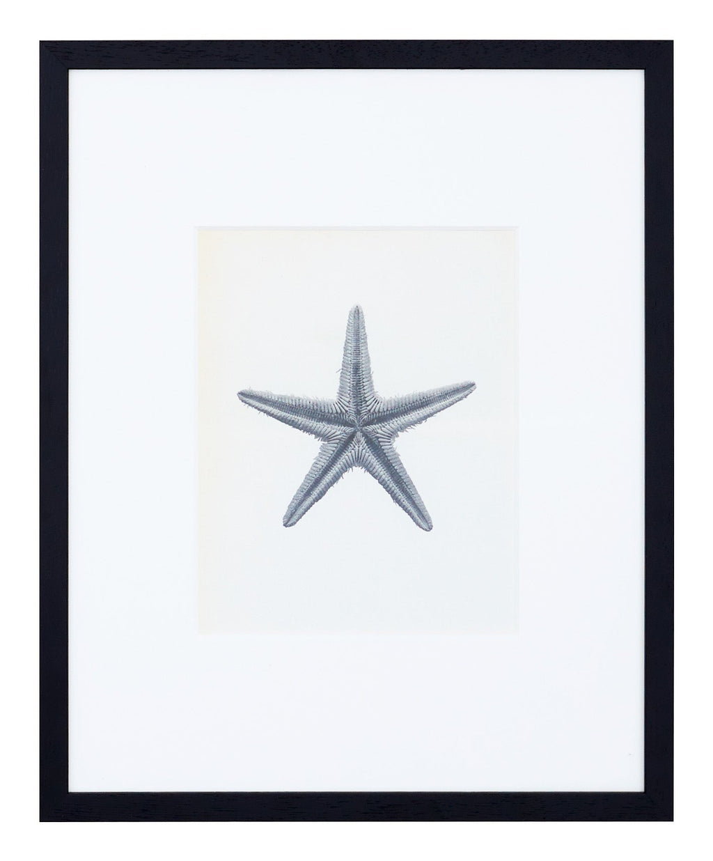 Jayson Home - Vintage Blossfeldt Print - XVIII