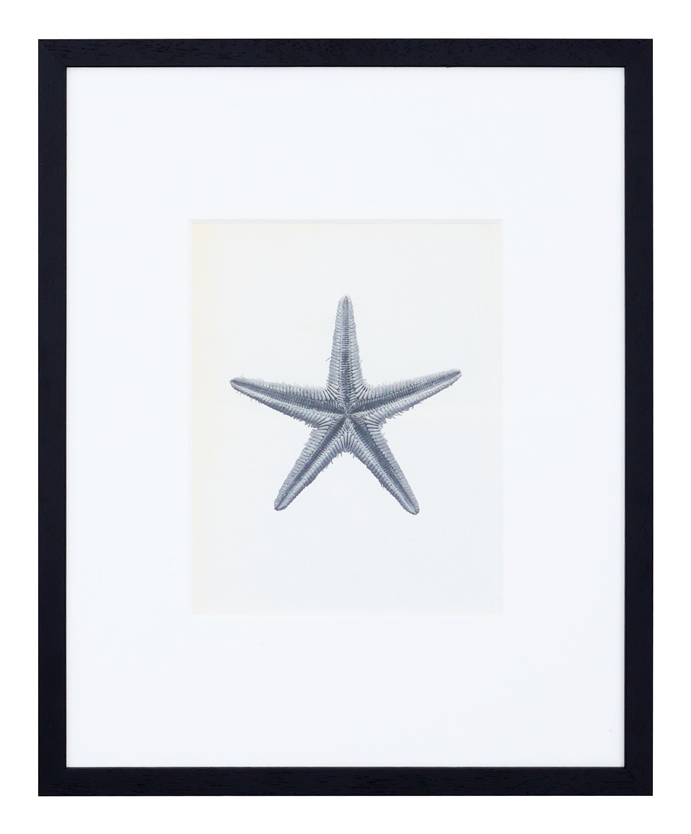 Jayson Home - Vintage Blossfeldt Print - XVIII