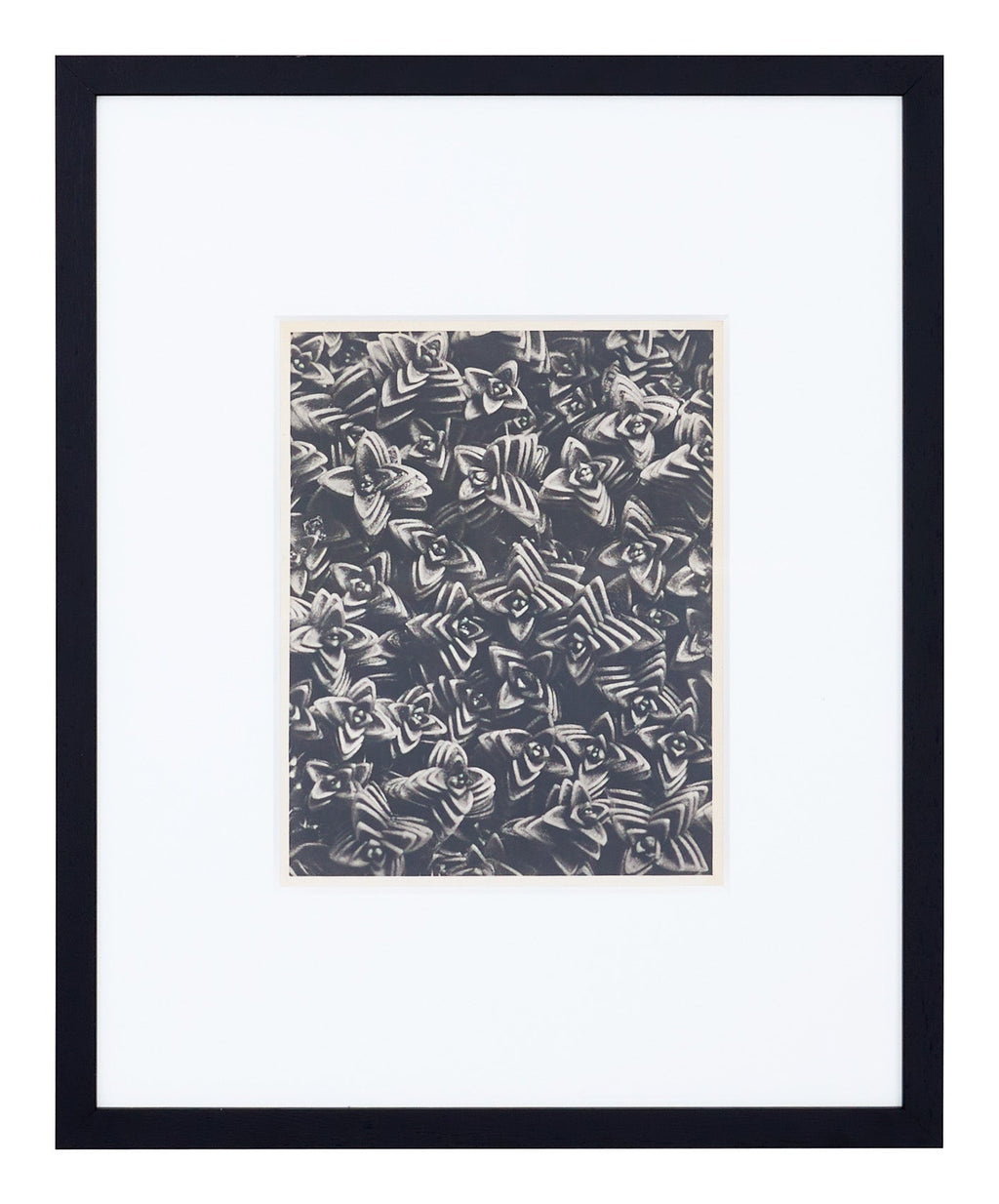 Jayson Home - Vintage Blossfeldt Print - XXII