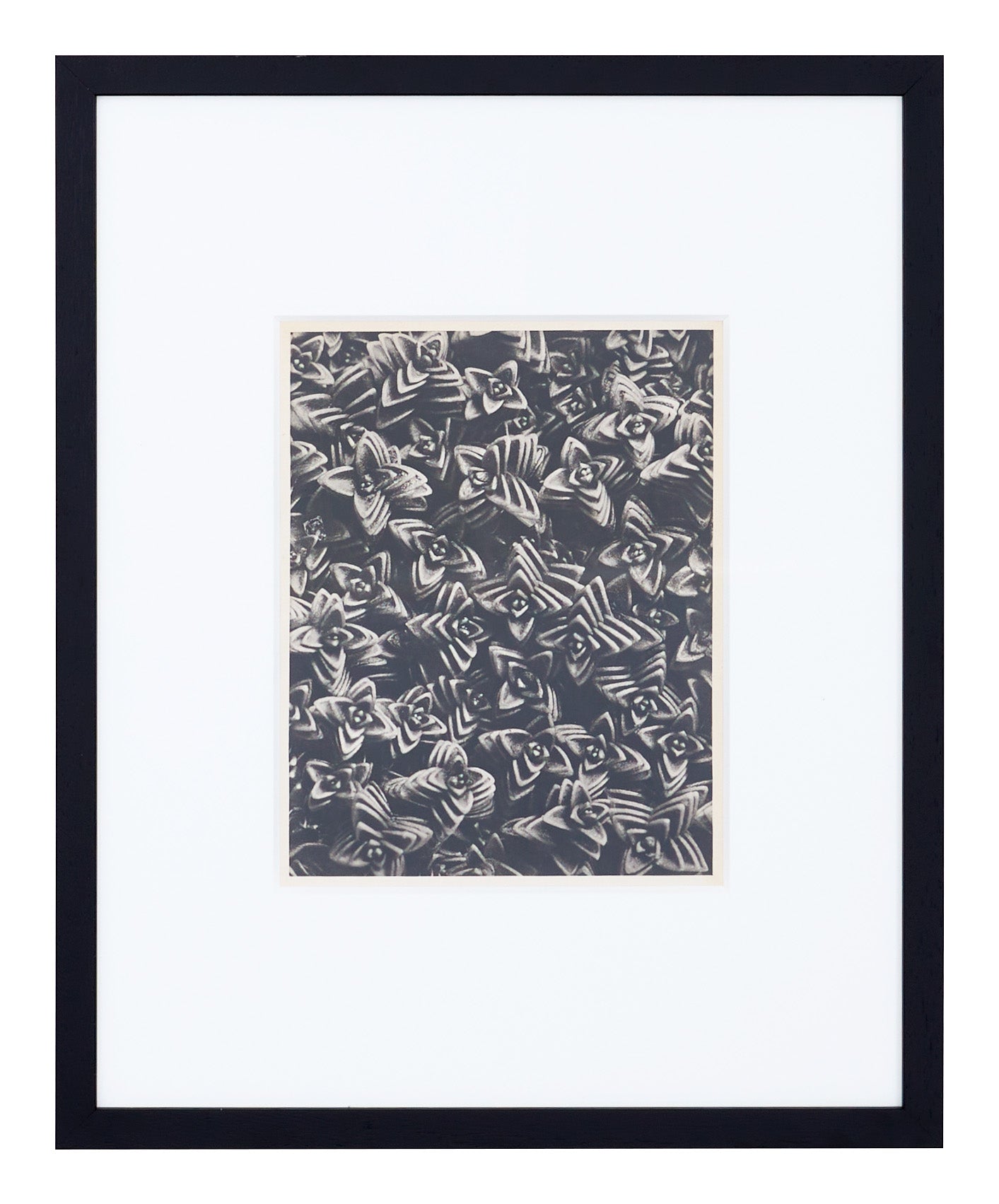 Jayson Home - Vintage Blossfeldt Print - XXII