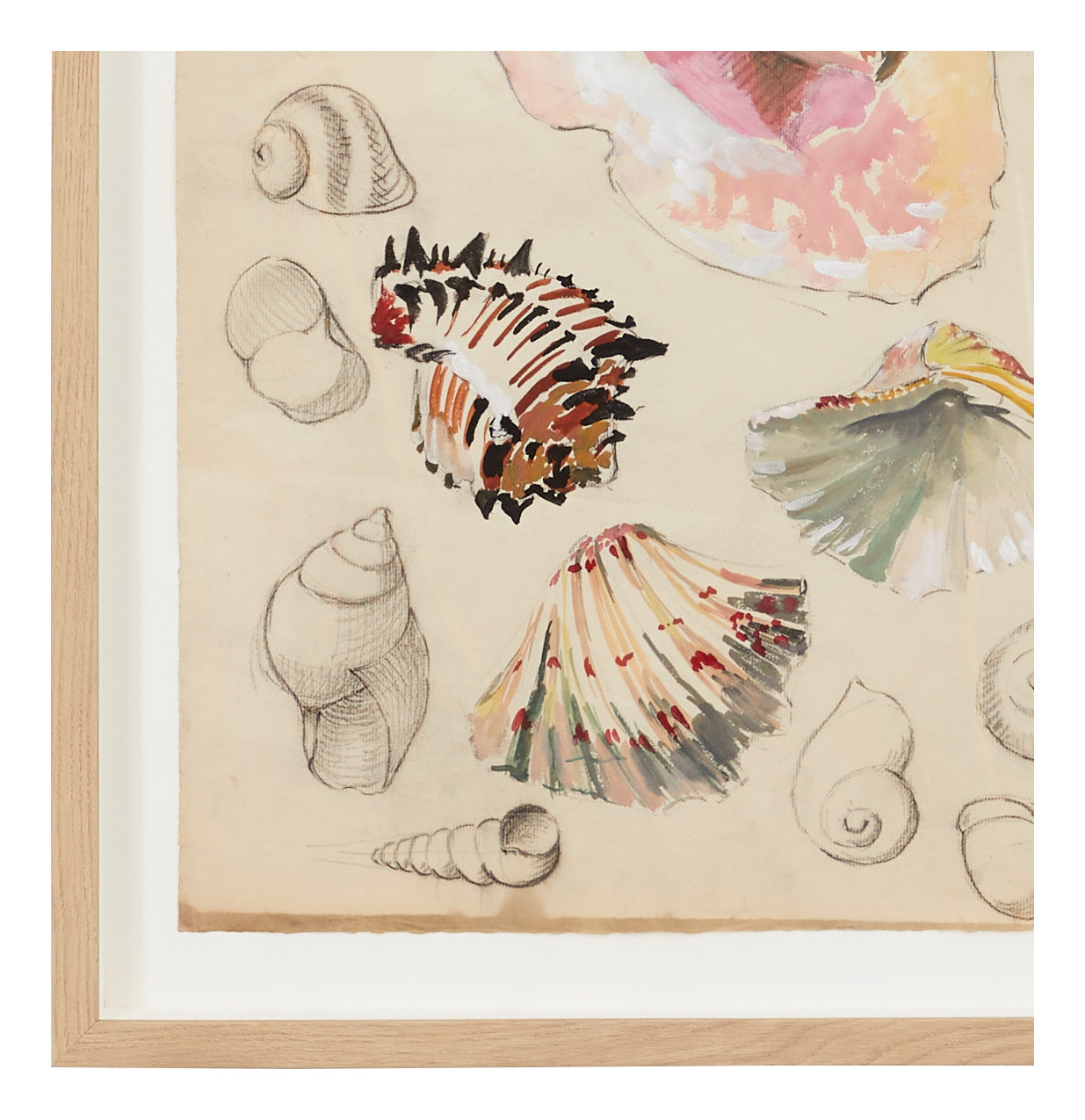 Jayson Home - Vintage Seashell Watercolor I