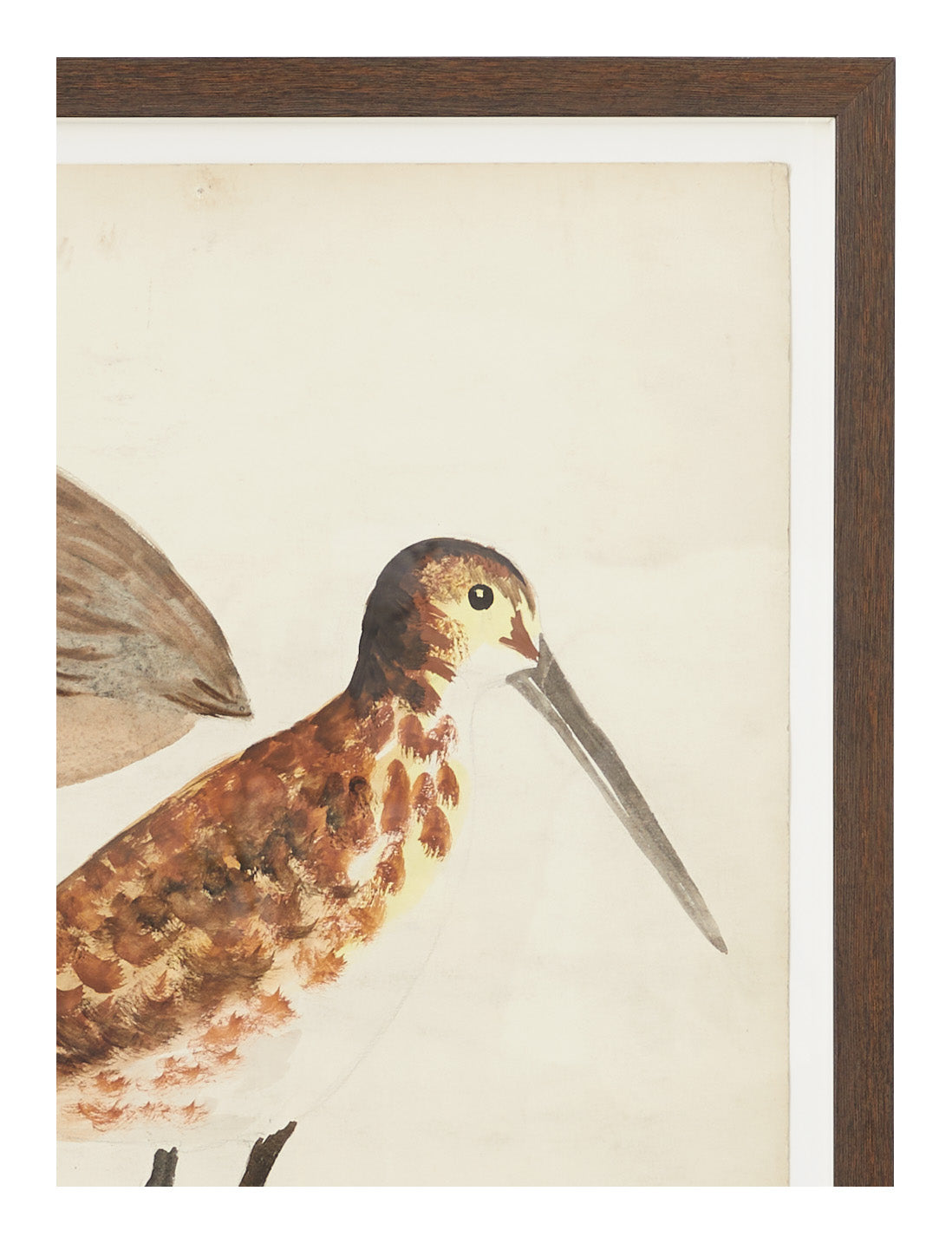 Jayson Home - Vintage Bird Watercolor II