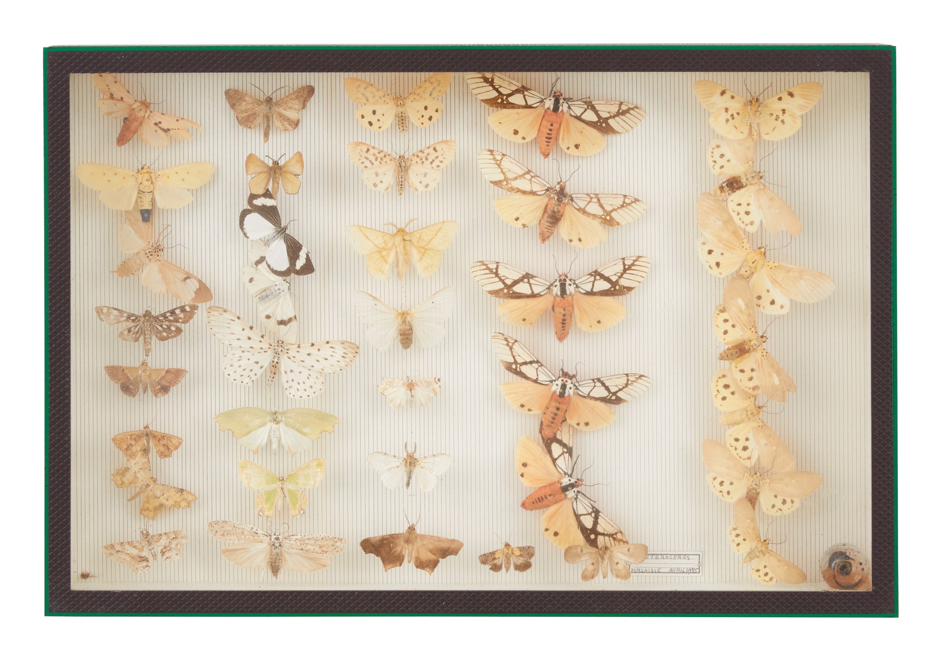 Jayson Home - Vintage Butterfly Speciman Collection II