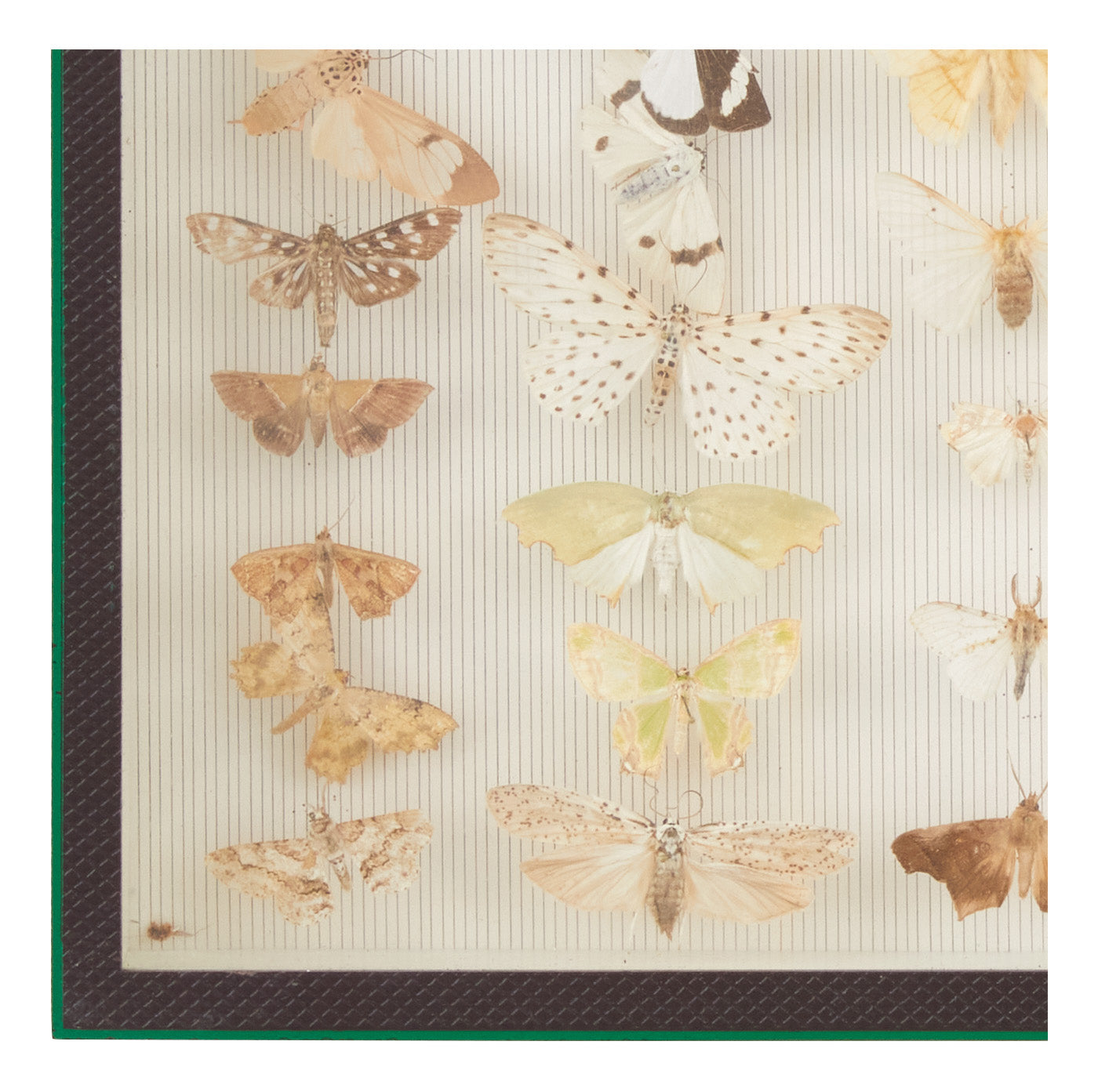 Jayson Home - Vintage Butterfly Speciman Collection II