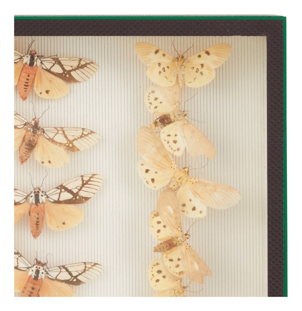 Jayson Home - Vintage Butterfly Speciman Collection II