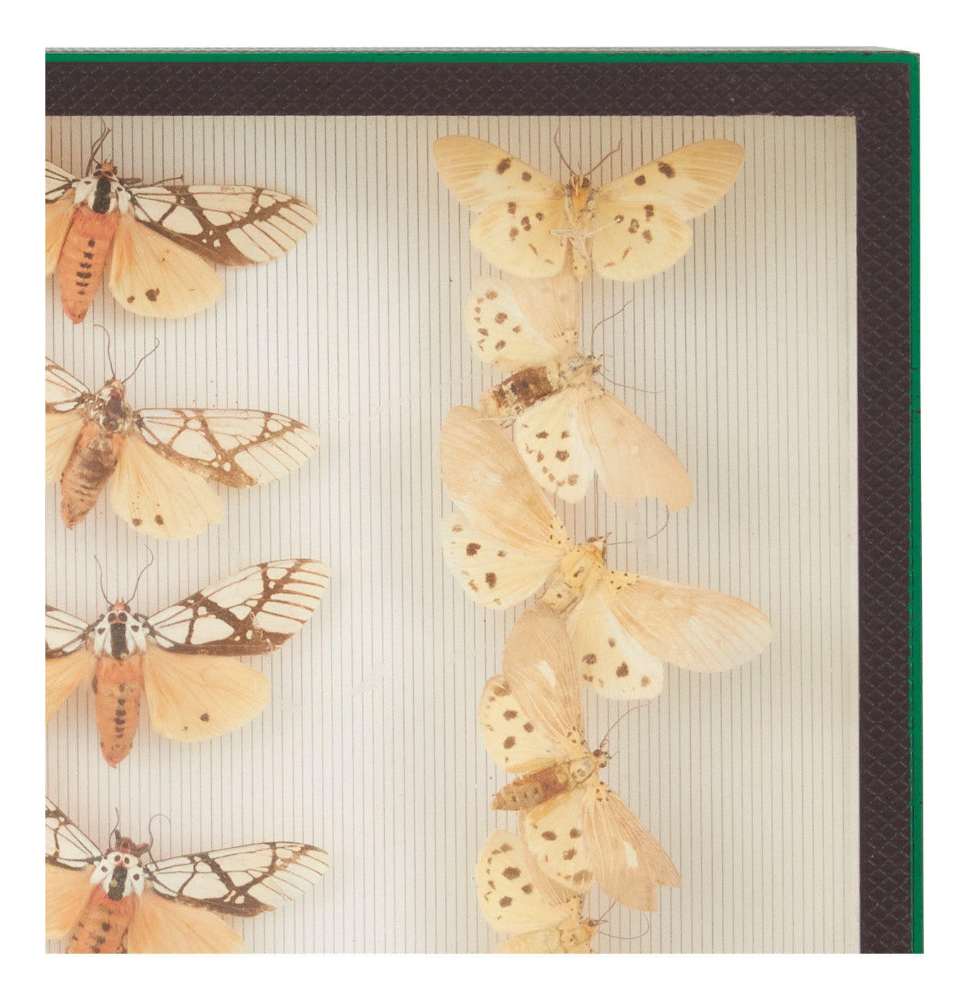 Jayson Home - Vintage Butterfly Speciman Collection II