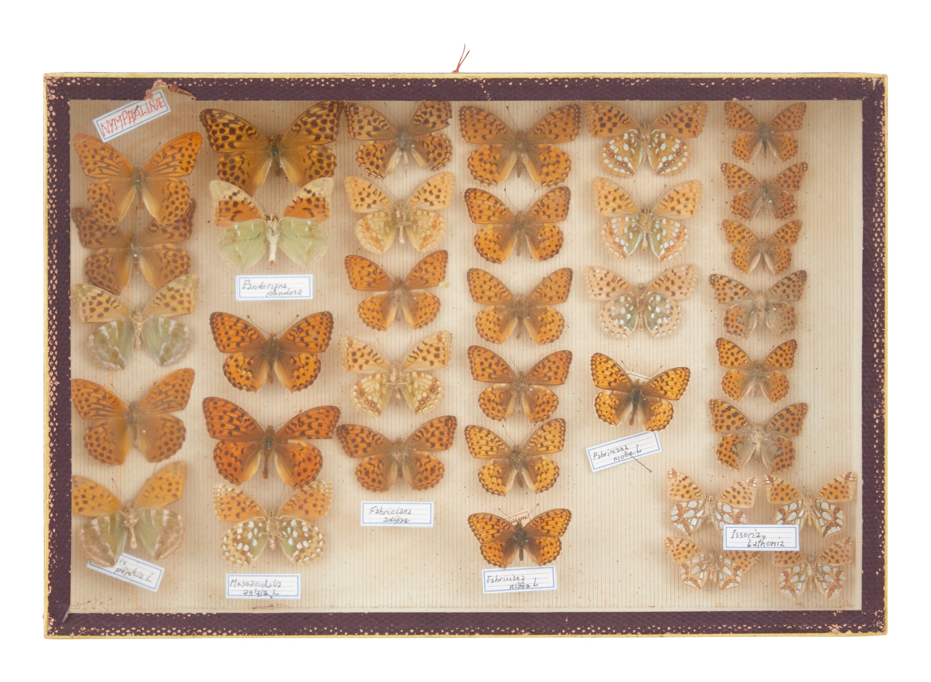 Jayson Home - Vintage Butterfly Speciman Collection III